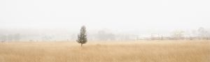 LANDSCAPE 1  5.jpg